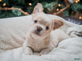 French Bulldog dogs Oakley - Ad 24