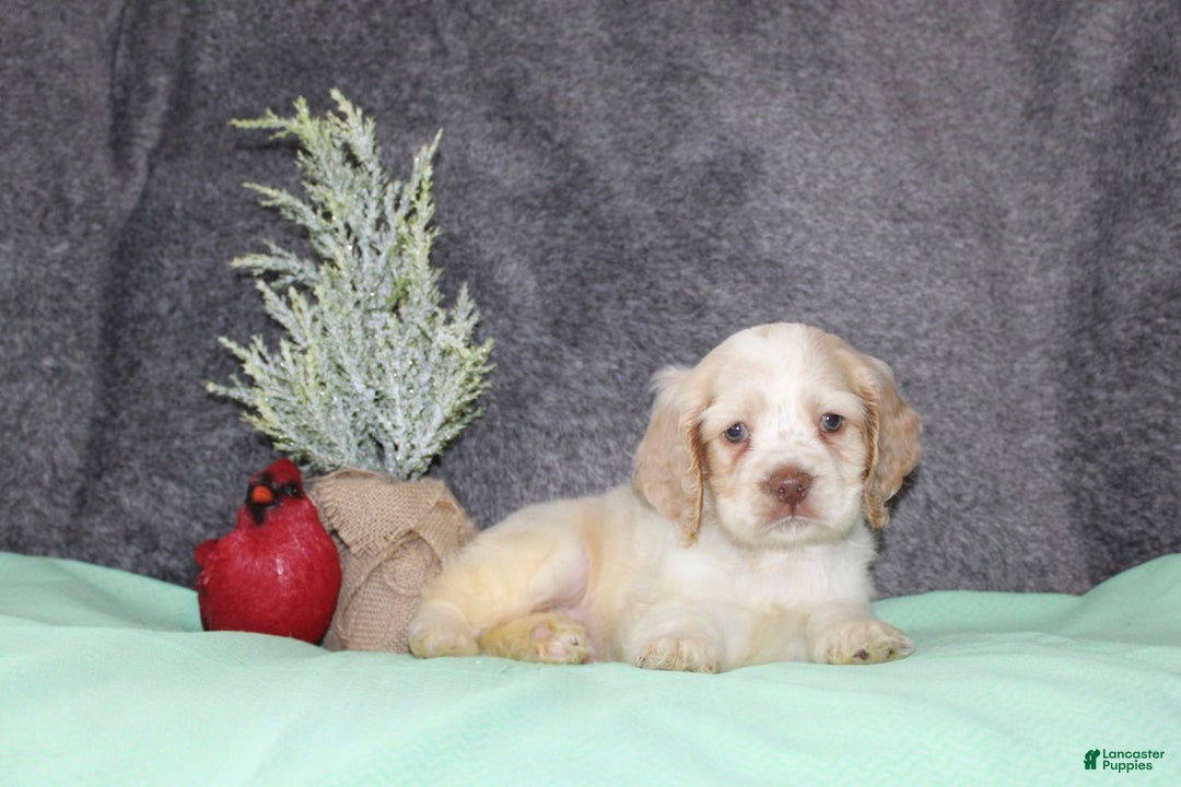 Cocker Spaniel dogs for sale: Star - Ad 3