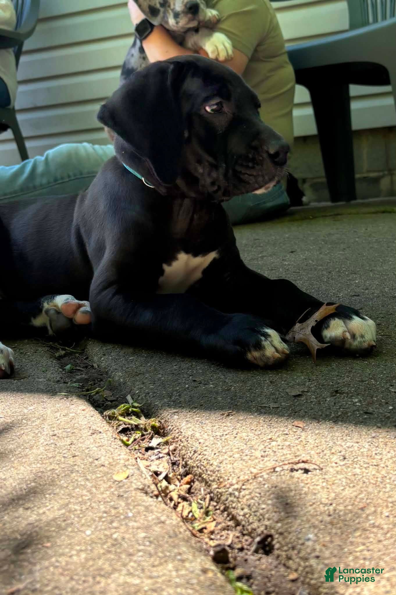 Great Dane dogs Black Female - Ad 2