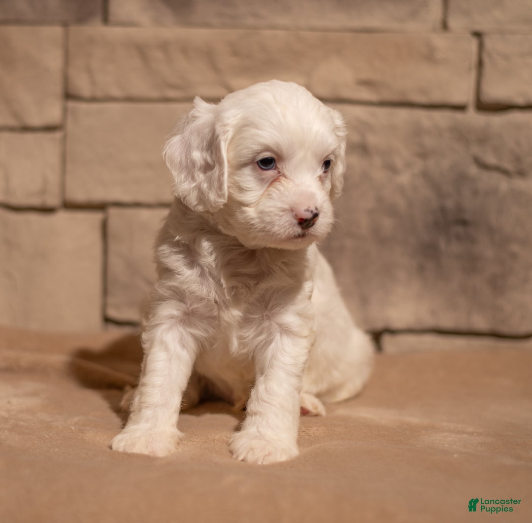 Cavapoo dogs for sale: Oliver - Ad 4