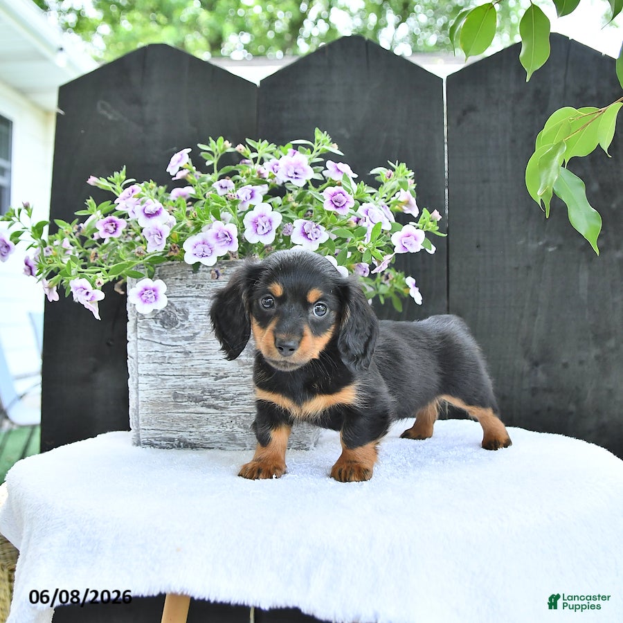 Dachshund dogs Letty - Ad 1