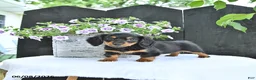 Dachshund dogs for sale: Letty - Ad 1