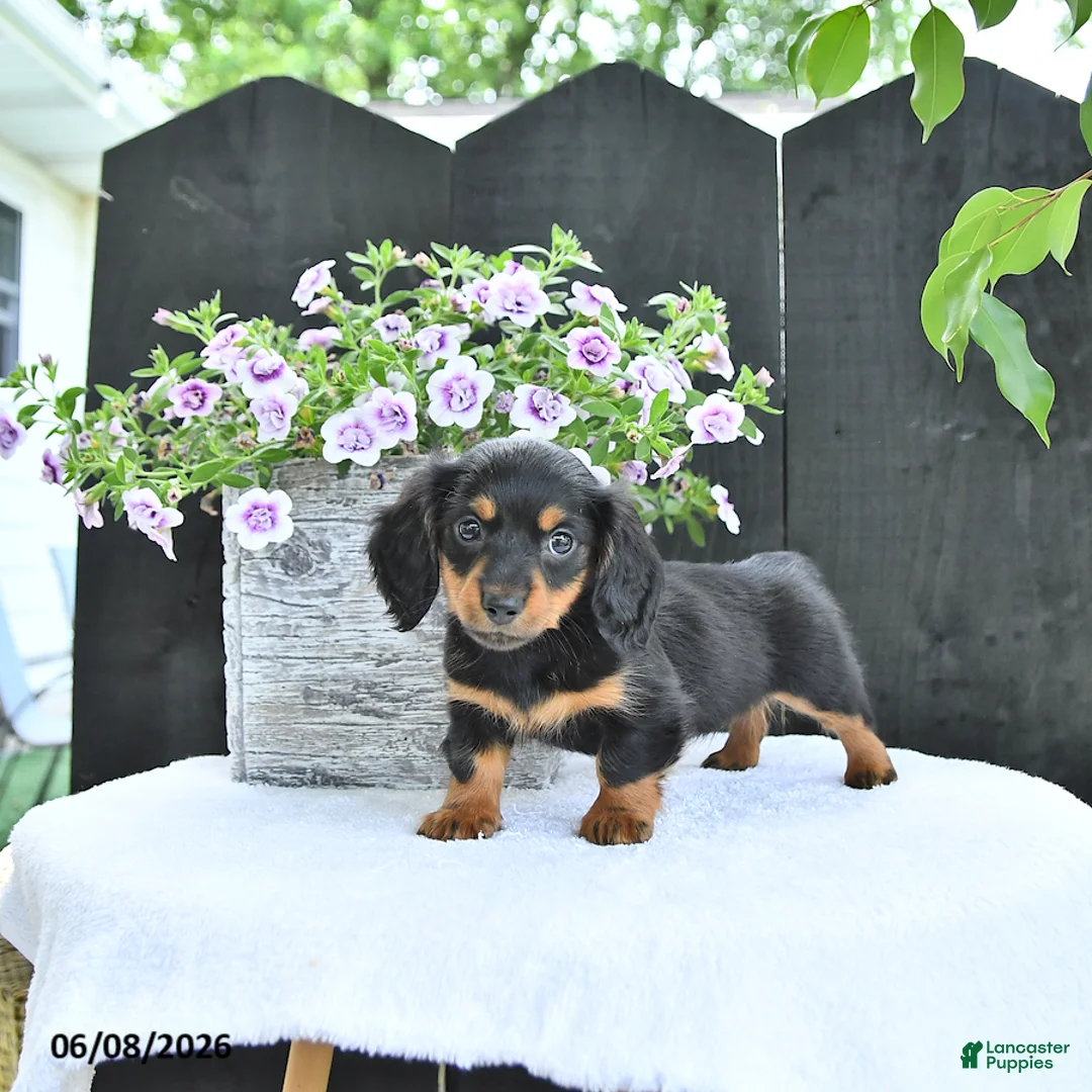 Dachshund dogs for sale: Letty - Ad 1