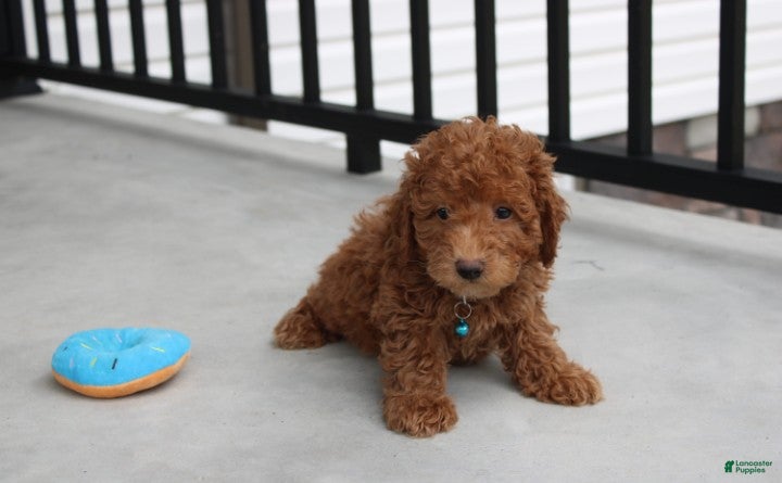 Bichpoo dogs Felix  - Ad 2