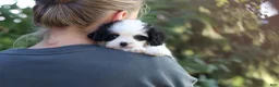 Cavapoo dogs for sale: Brady - Ad 15