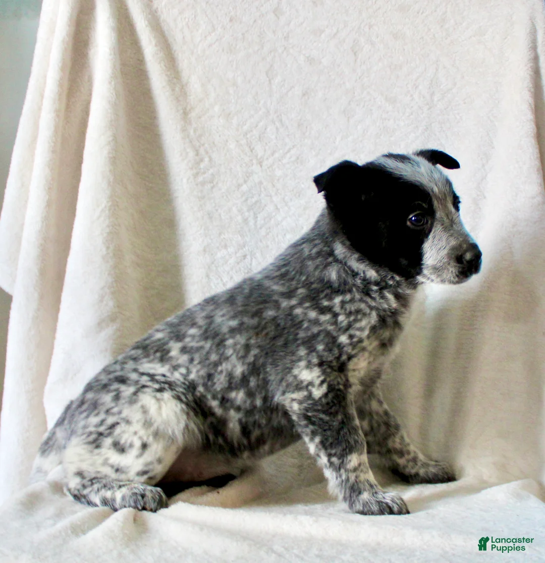 Australian Cattle Dog dogs for sale: Reba - Ad 5