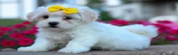 Teddy Bear dogs for sale: Bubbles 💖 - Ad 18
