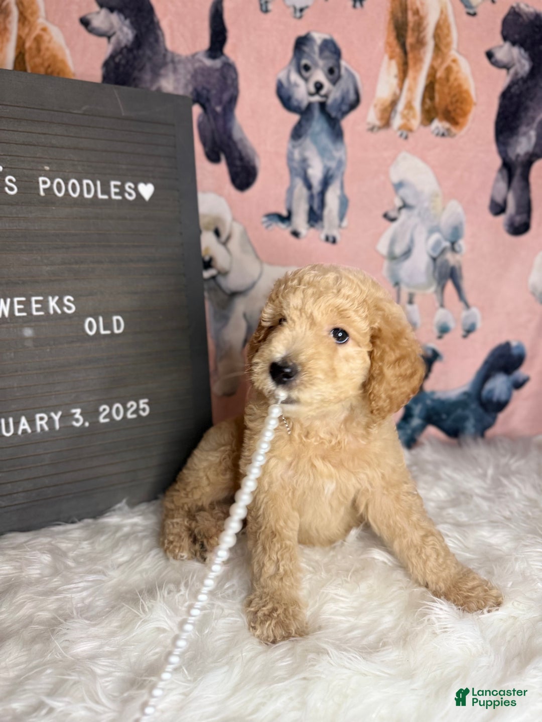 Standard Poodle dogs for sale: Standard Poodle Puppy 6 - Ad 6