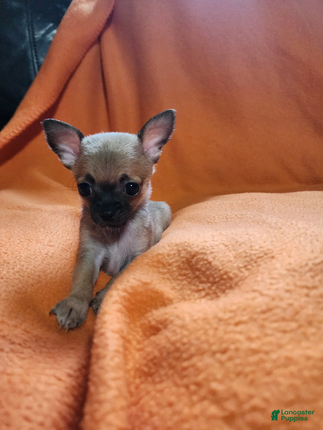 Chihuahua dogs for sale: Chihuahua 3 - Ad 2