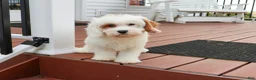 Cavapoo dogs for sale: Shiloh  - Ad 2