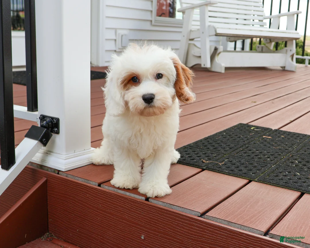 Cavapoo dogs for sale: Shiloh  - Ad 2