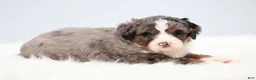 Mini Bernedoodle dogs for sale: Frisco  - Ad 14