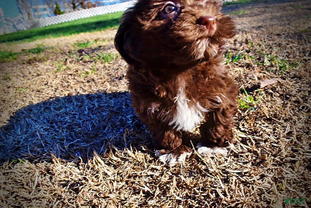 Havapoo dogs for sale: Sunny - Ad 56