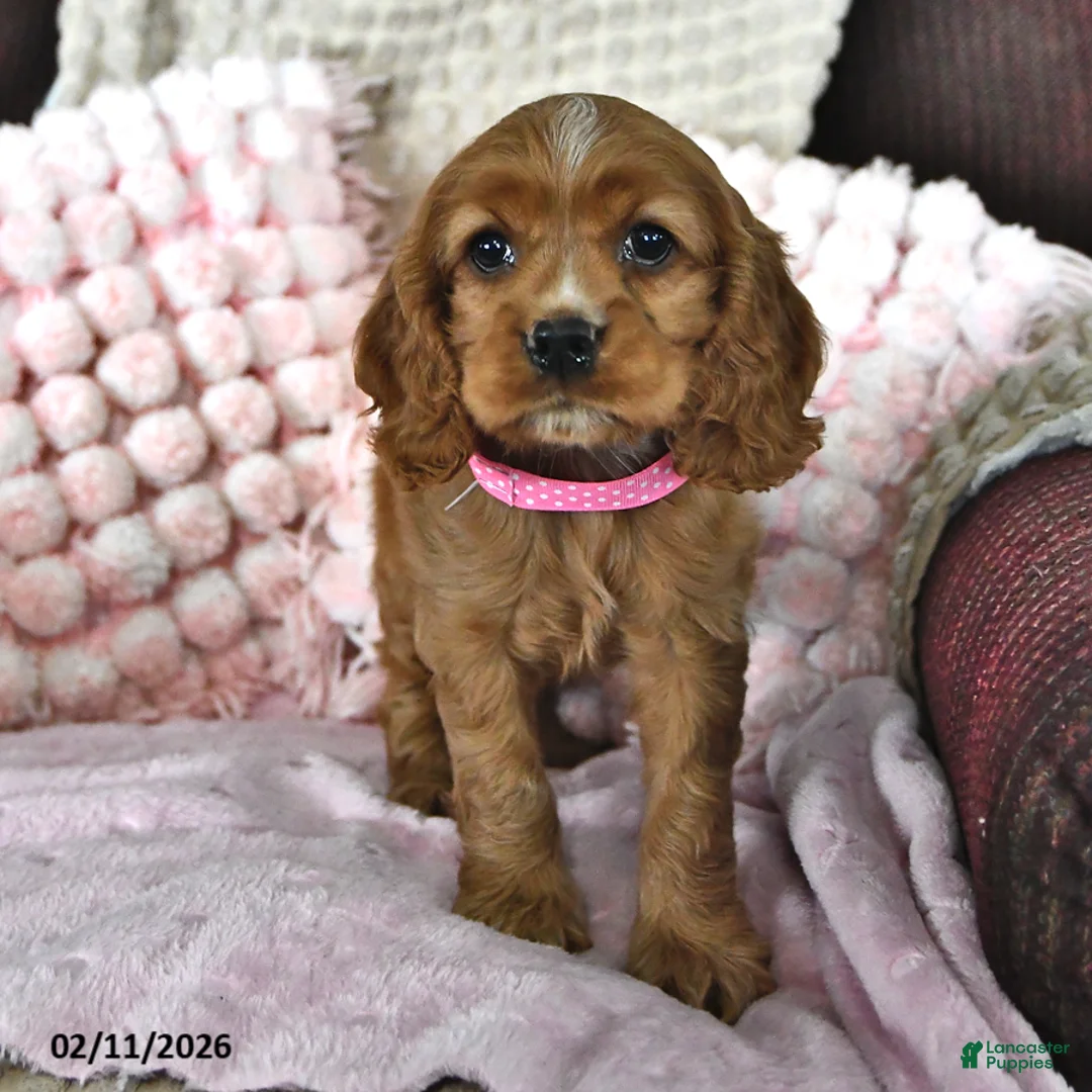 English Cocker Spaniel dogs for sale: SaraLyn - Ad 3