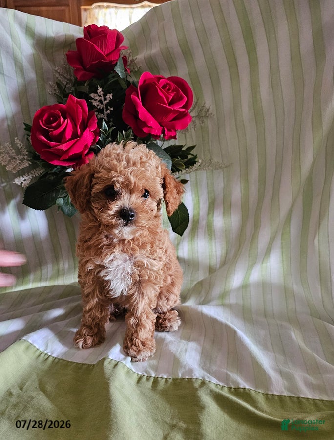 Toy Poodle dogs Sunny - Ad 1