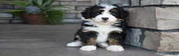 Mini Bernedoodle dogs for sale: Casey - Ad 8