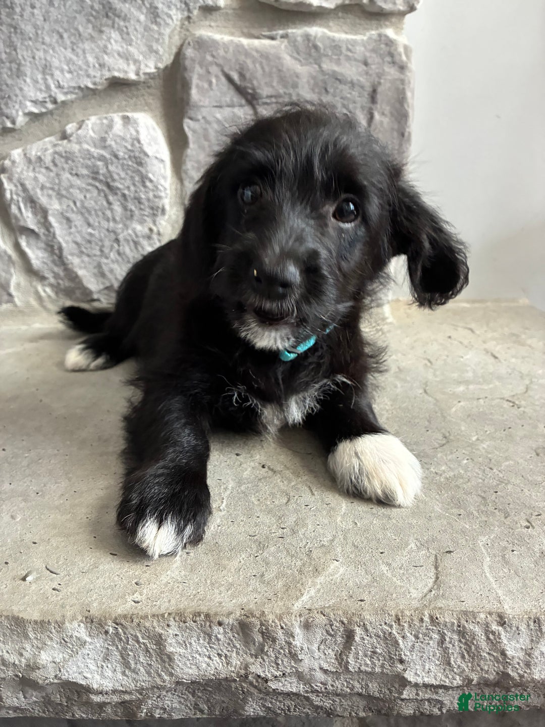 Corgipoo dogs for sale: Pascal Corgipoo - Ad 3