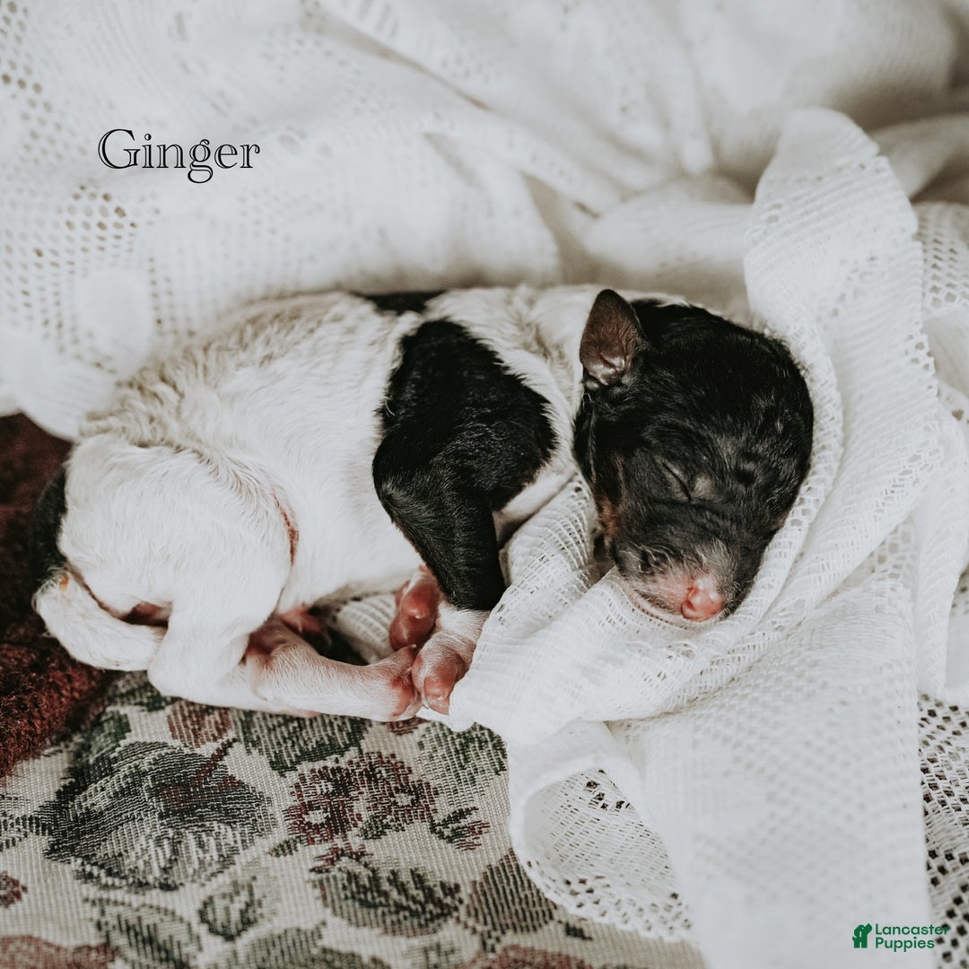 Standard Poodle dogs for sale: Ginger - Ad 10