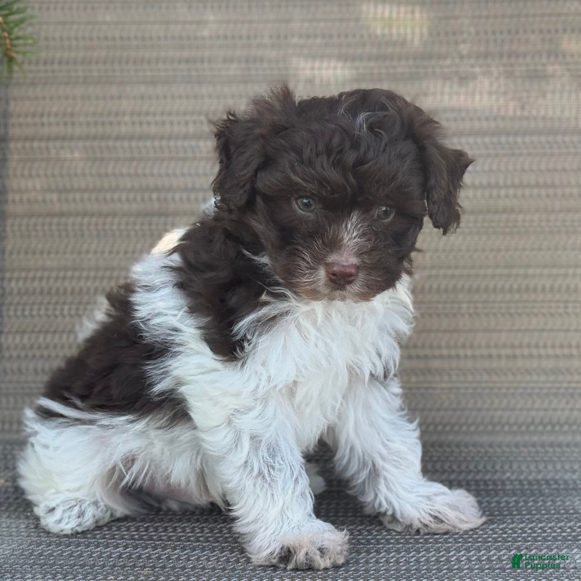 Pomapoo dogs Jace - Ad 2