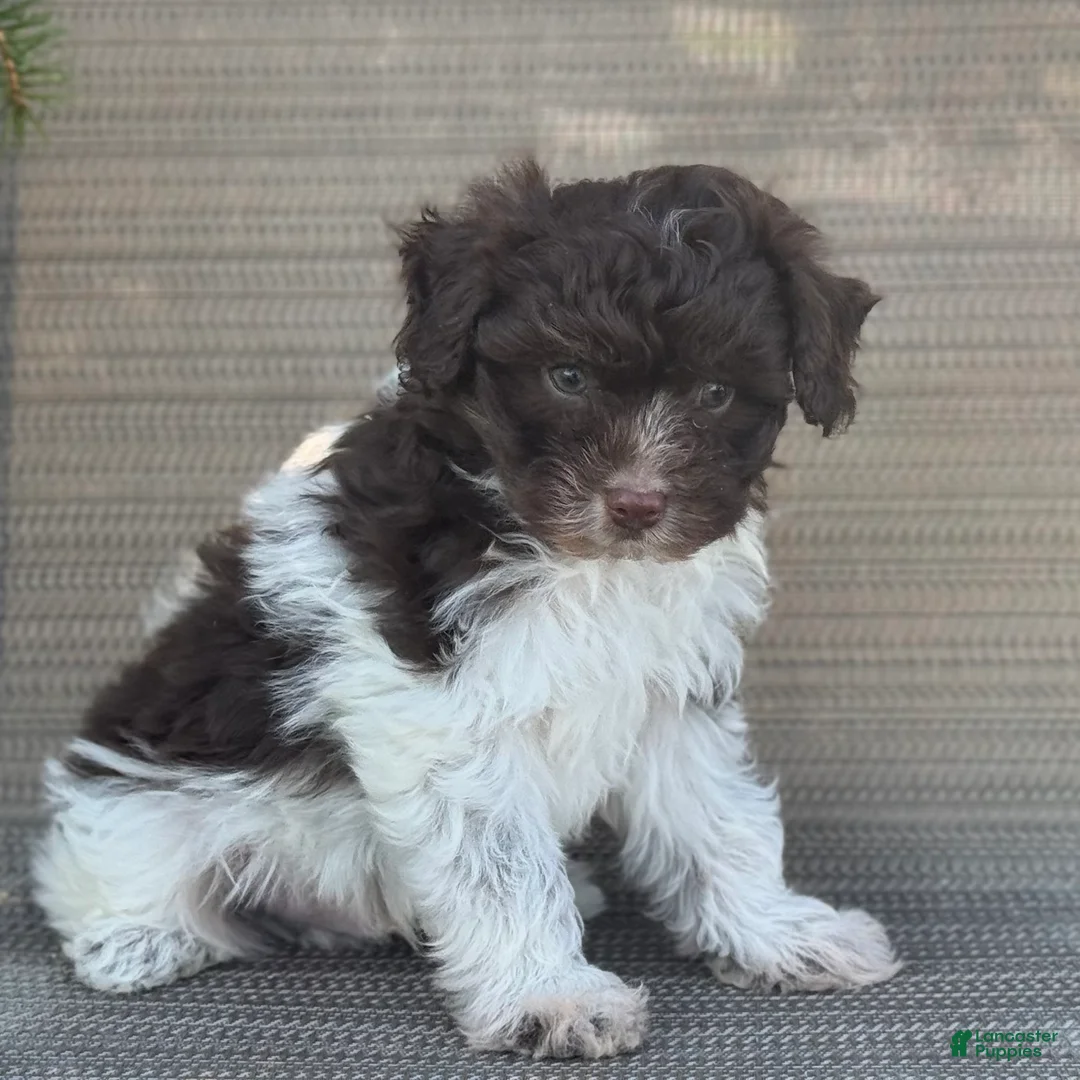 Pomapoo dogs for sale: Jace - Ad 2