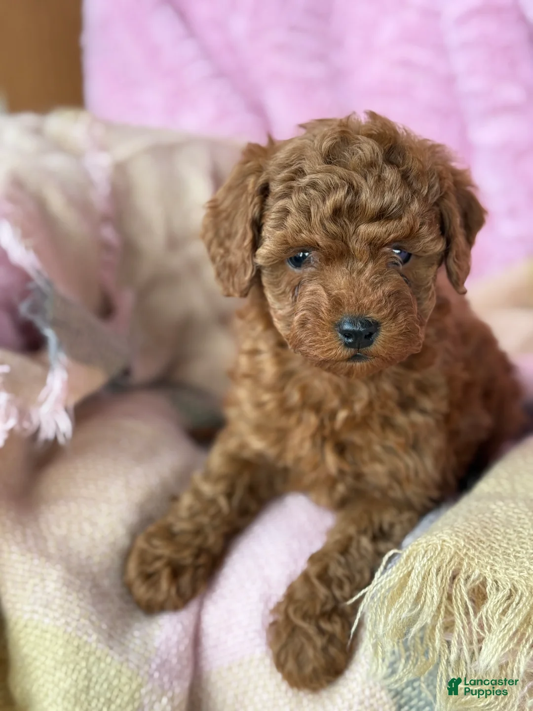 Toy Poodle dogs for sale: Norra - Ad 9