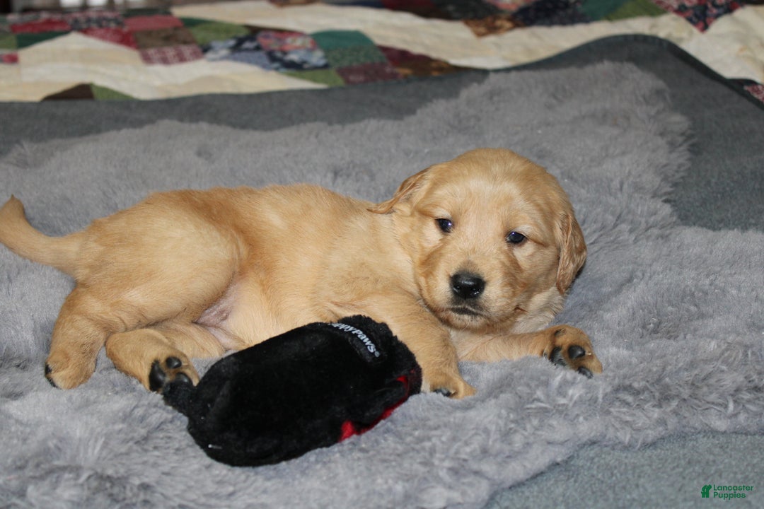 Golden Retriever dogs for sale: Farrah - Ad 4