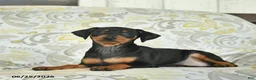 Miniature Pinscher dogs for sale: Honey   - Ad 2