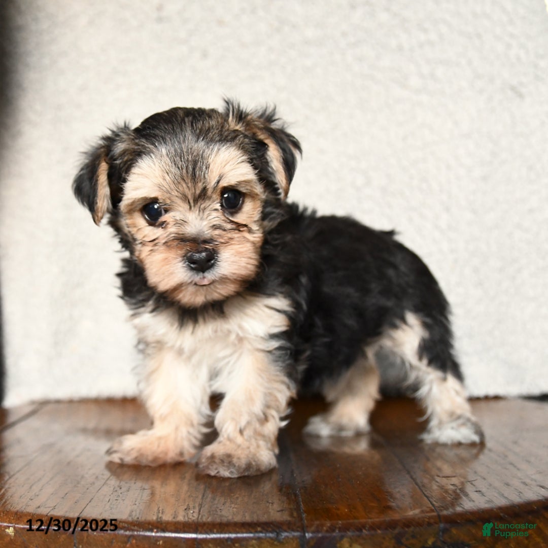 Morkie dogs for sale: Teeny - Ad 5