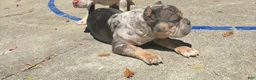American Bully dogs for sale: American Bully 1 - Ad 2