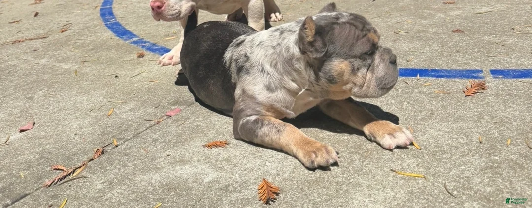 American Bully dogs for sale: American Bully 1 - Ad 2
