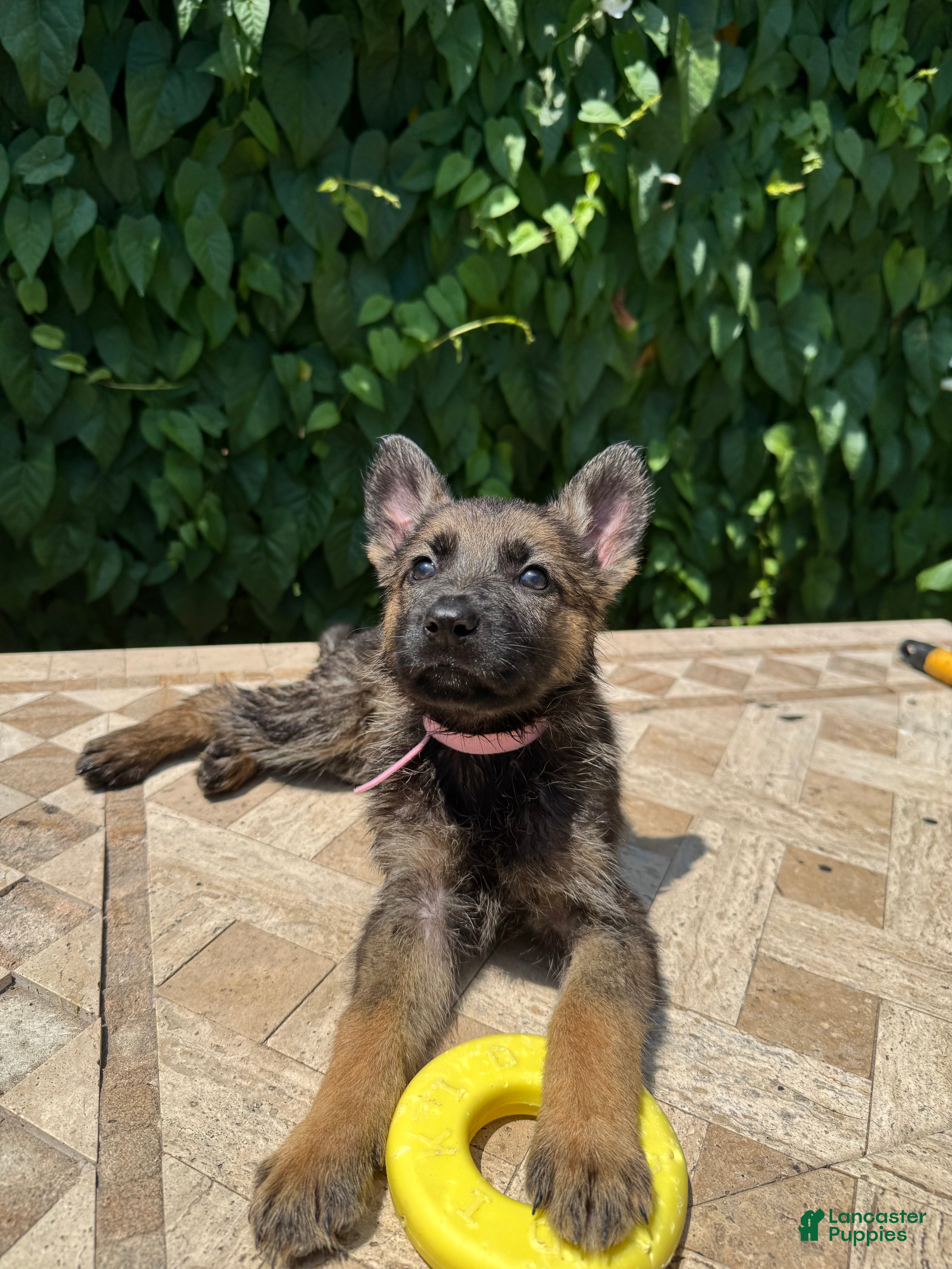 German Shepherd dogs  Blossom  - Ad 40