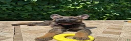 German Shepherd dogs for sale:  Blossom  - Ad 1