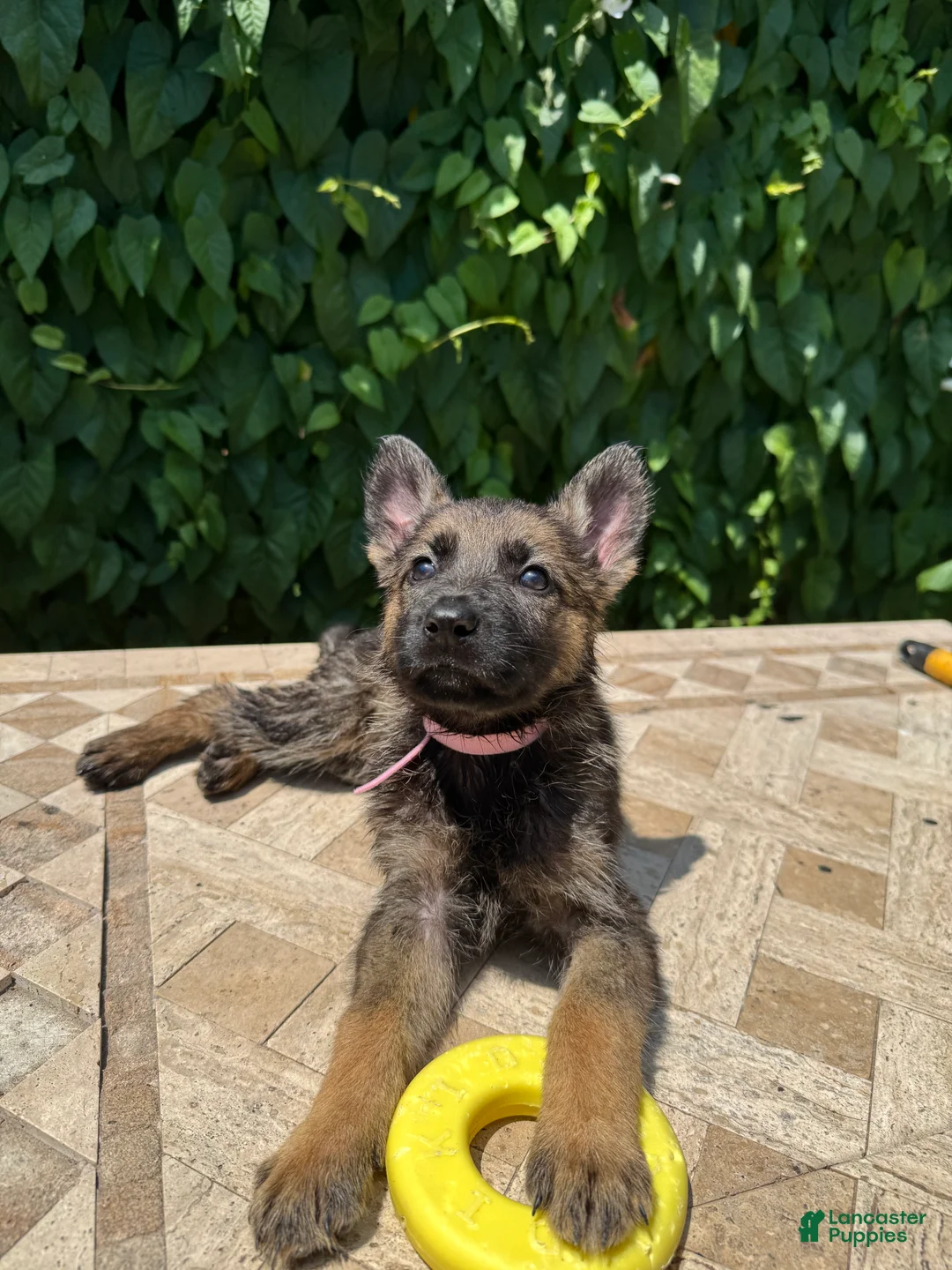 German Shepherd dogs for sale:  Blossom  - Ad 1
