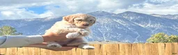 Standard Poodle dogs for sale: Standard Poodle 1 - Ad 3