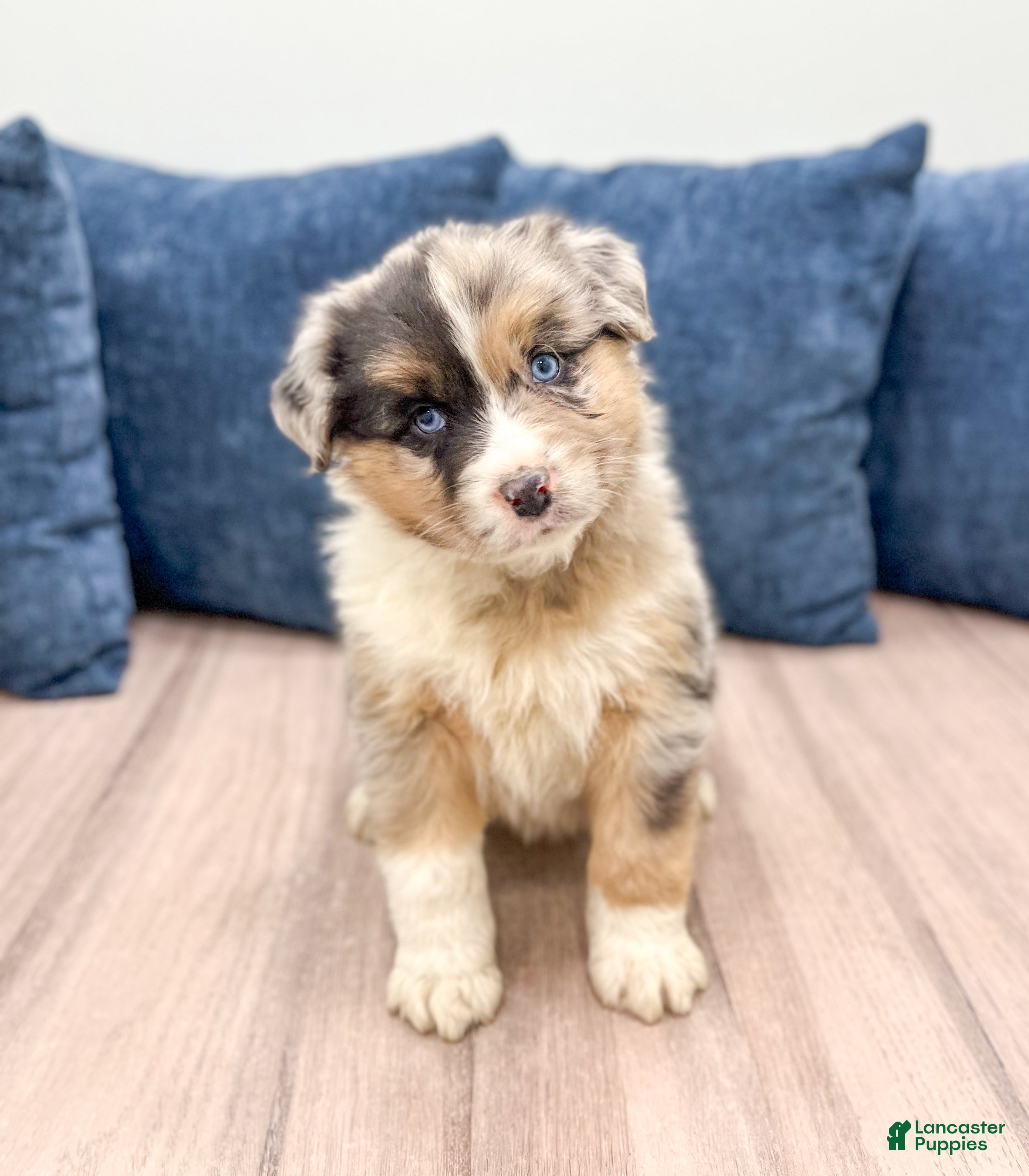 Australian Shepherd dogs Dakota - Ad 30