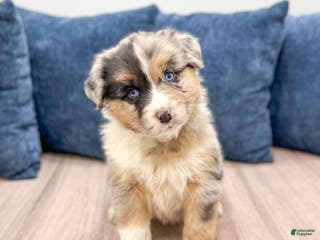 Australian Shepherd dogs Dakota - Ad 34