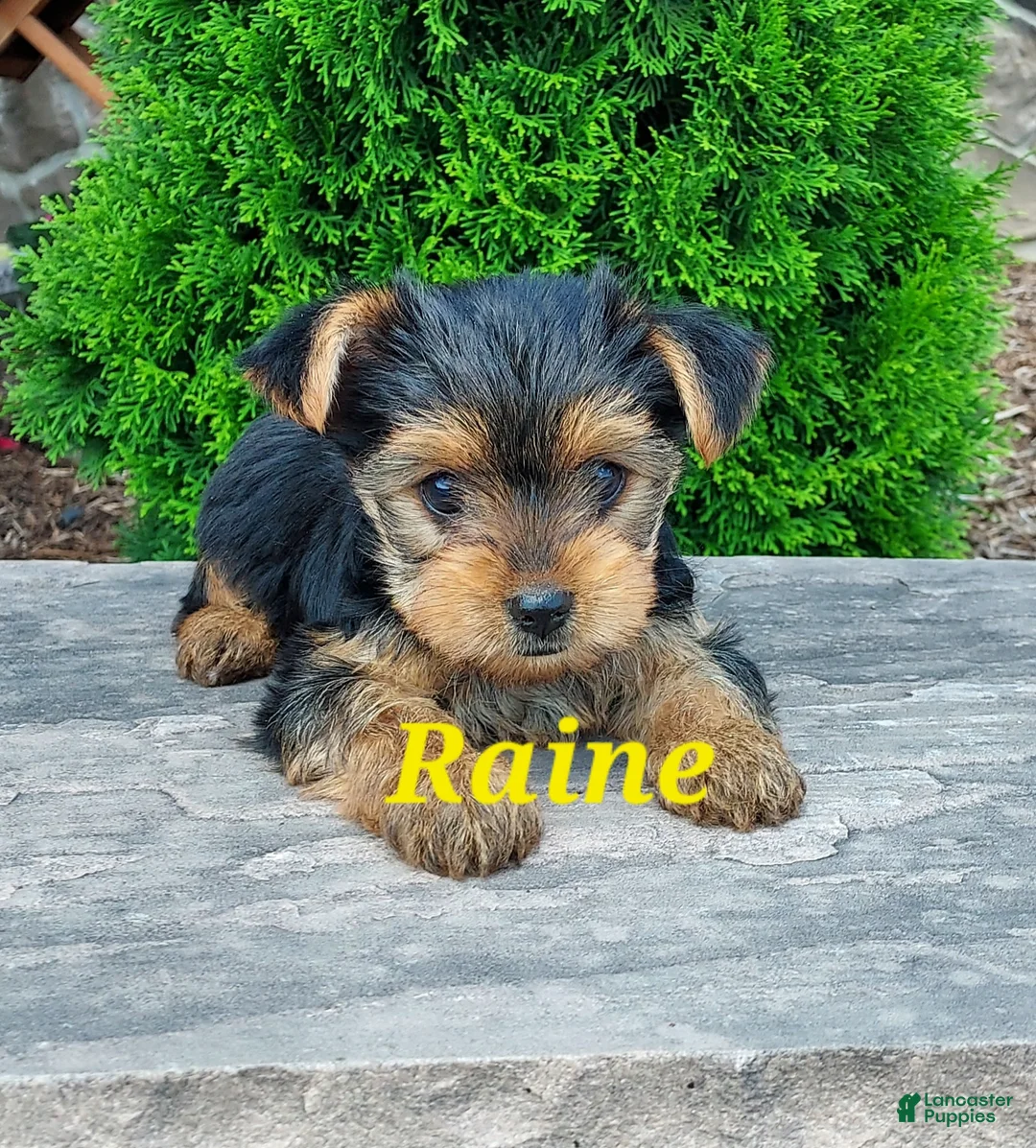 Yorkshire Terrier dogs for sale: Raine - Ad 1