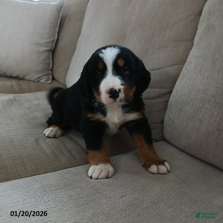 Bernese Mountain Dog dogs Maya - Ad 22