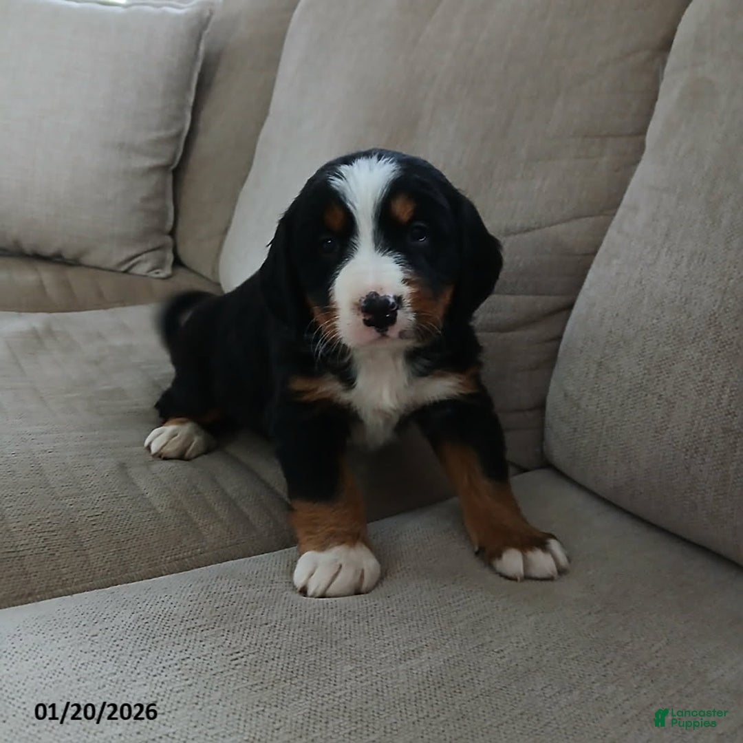 Bernese Mountain Dog dogs for sale: Maya - Ad 1
