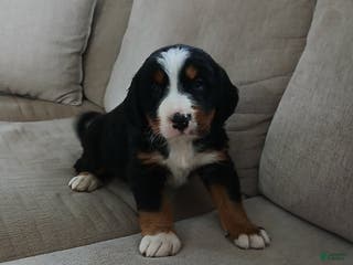 Bernese Mountain Dog dogs Maya - Ad 40