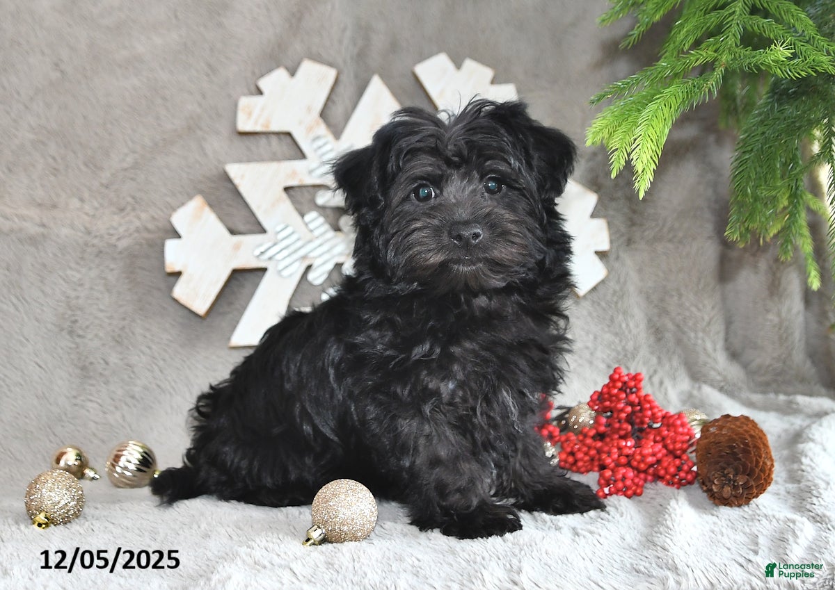 Yorkiepoo dogs Pepsi - Ad 18