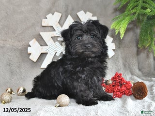 Yorkiepoo dogs Pepsi - Ad 22