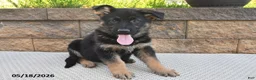 German Shepherd dogs for sale: Ruby - Ad 3
