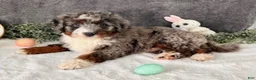 Mini Bernedoodle dogs for sale: Tiffany - Ad 6
