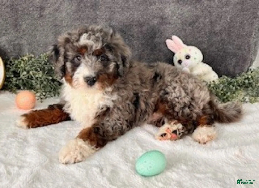 Mini Bernedoodle dogs for sale: Tiffany - Ad 6