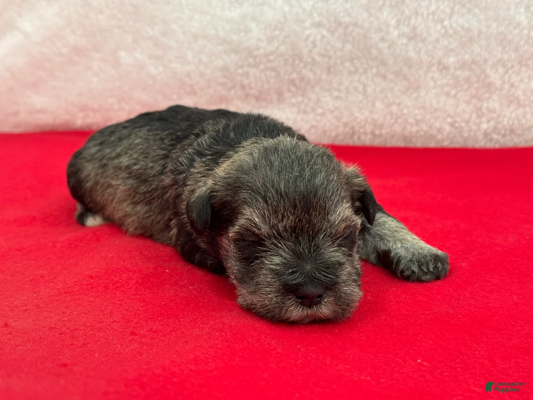 Miniature Schnauzer dogs for sale: Gypsy Female 3 - Ad 4