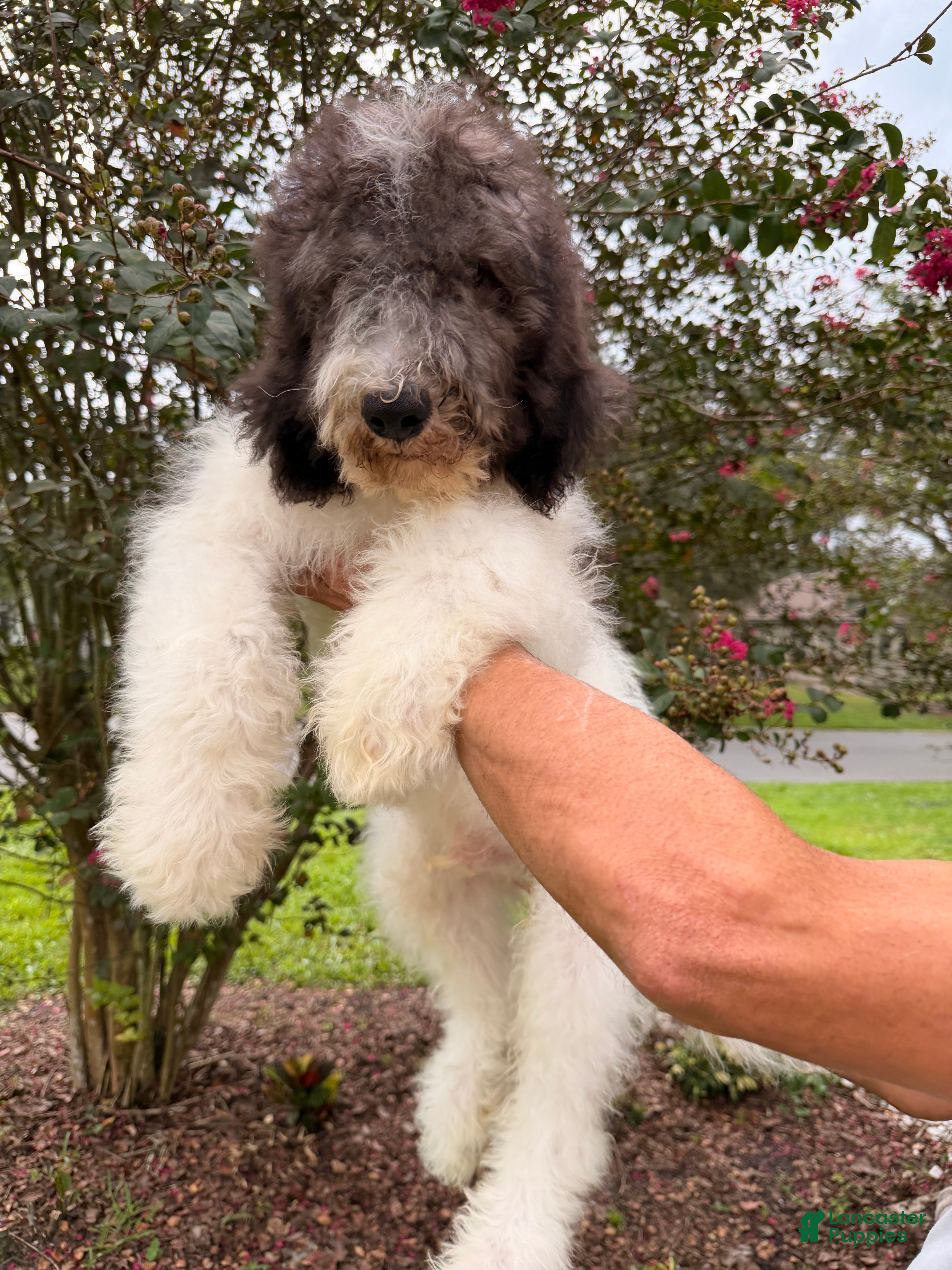 Goldendoodle dogs Champ - Ad 16