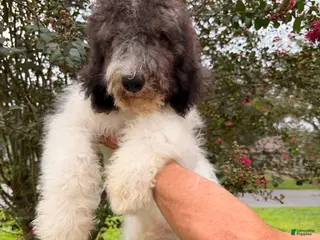 Goldendoodle dogs Champ - Ad 16