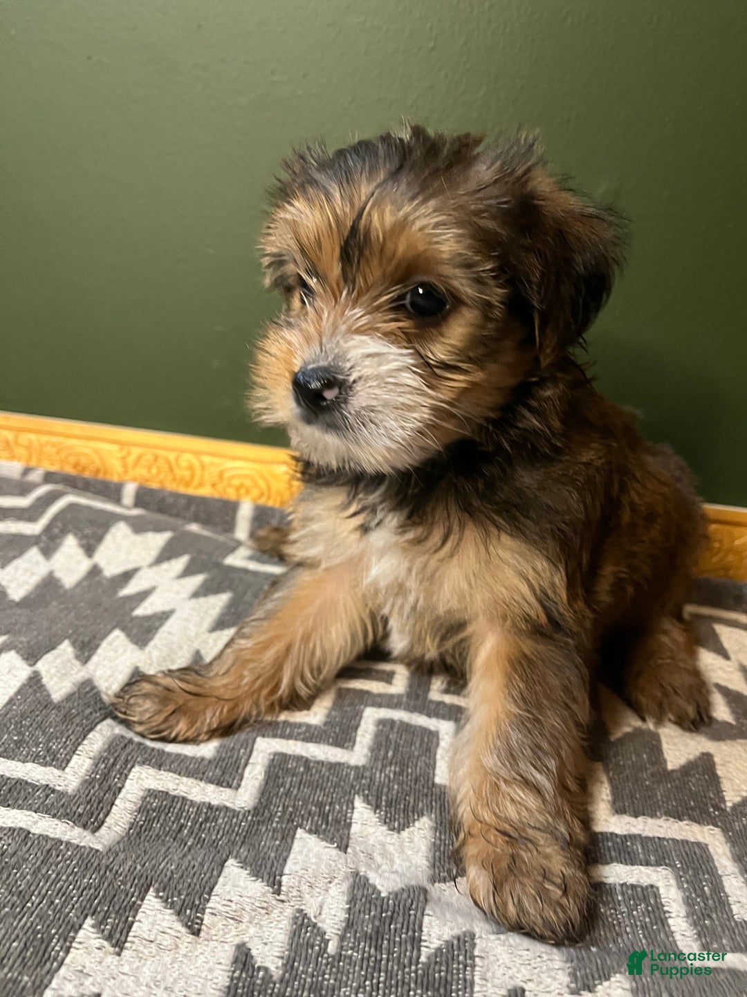 Yorkshire Terrier dogs for sale: Two-Face - Ad 4