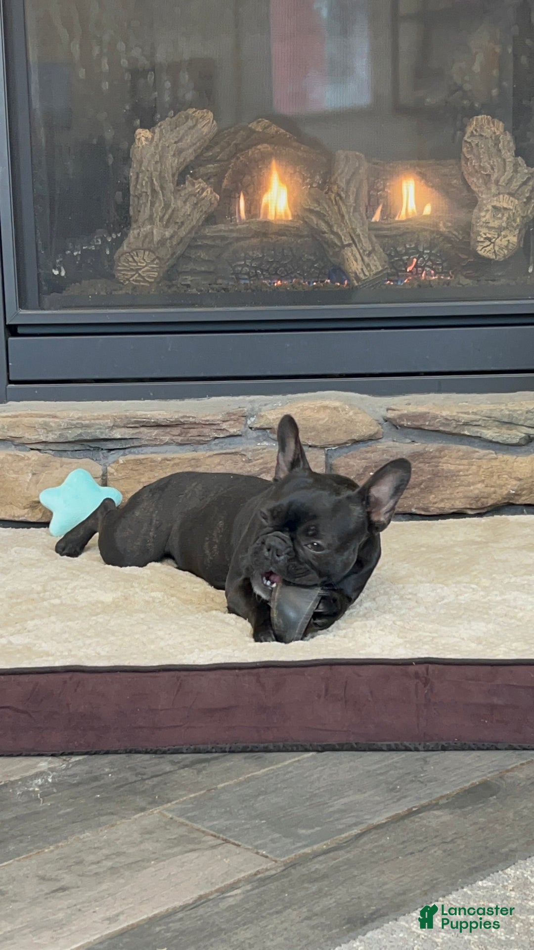 Frenchton dogs for sale: Lola - Ad 4